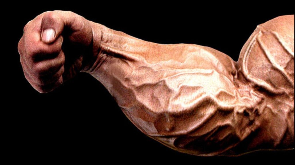 forearms