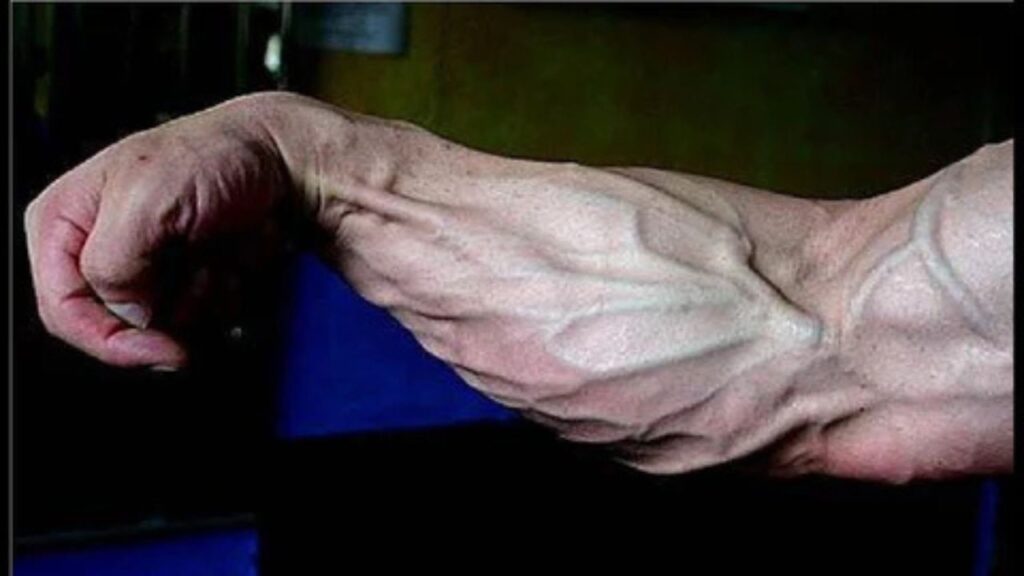 forearms